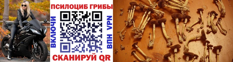 Псилоцибиновые грибы Psilocybine cubensis  закладки  Собинка 